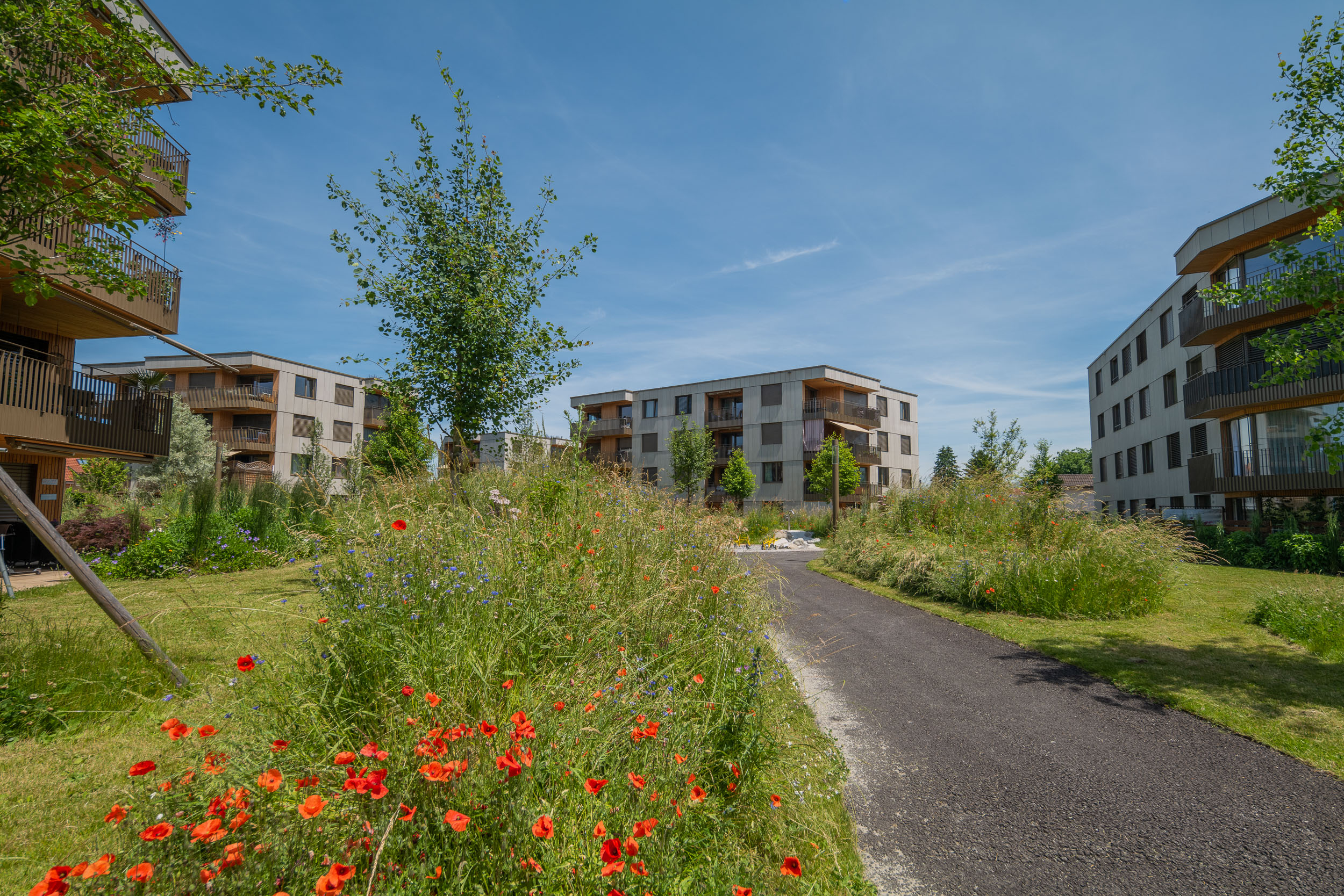 MFH Menzipark, Widnau MFH Menzipark, Widnau